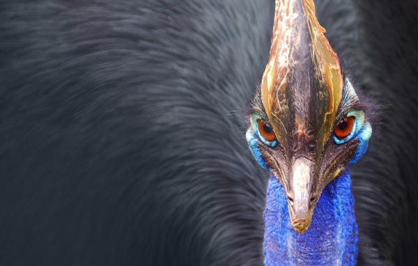 Птица казуар, Австралия