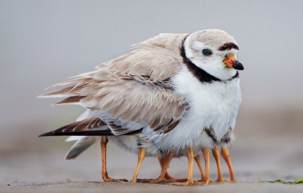 Птенцы спрятались под крылом у мамы