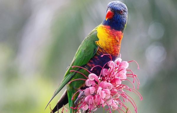 Красочный попугай сидит на розовом цветке