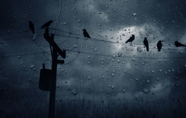 Вороны на проводах во время дождя