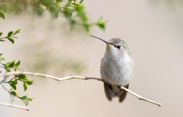 Милая серая колибри на ветке