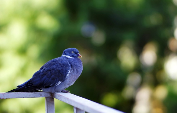 Голубь сидит на перилах