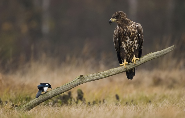 Орел и сорока на палке