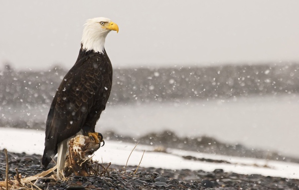 Орел во время снегопада