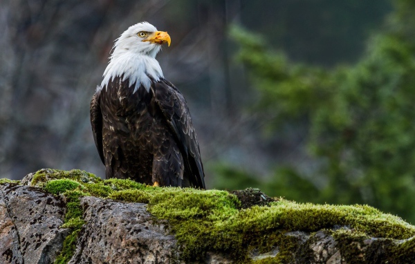 Орел на покрытом мхом камне