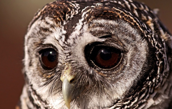 Выразительные глаза грустной совы