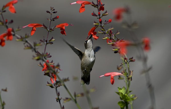 Серая колибри у красного цветка