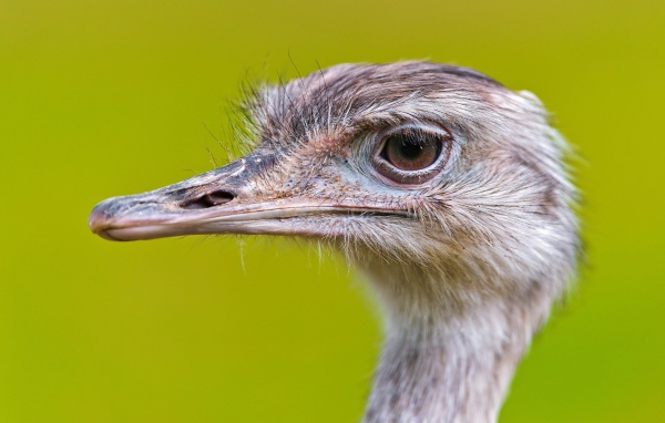 Голова страуса на зеленом фоне