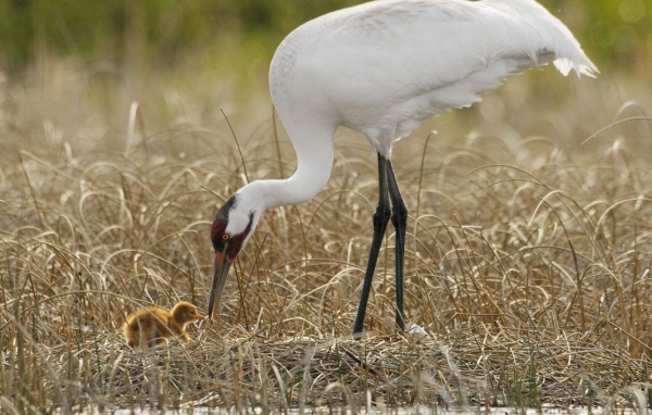Цапля с детенышем на болоте