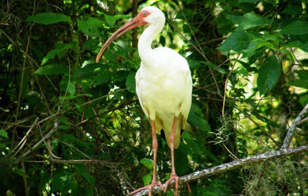 Цапля с желтыми перьями