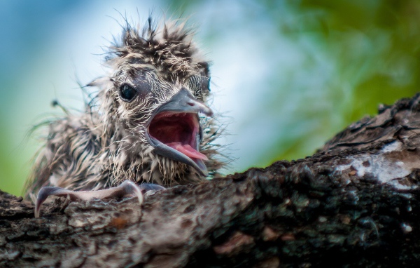Маленький птенец в гнезде