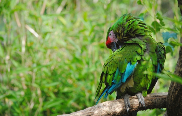 Роскошный зеленый попугай на фоне зелени