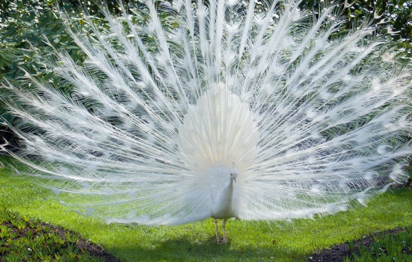 Роскошный хвост белого павлина