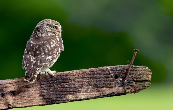 Сова на доске с гвоздем