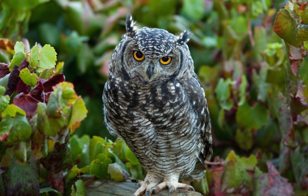Сова сидит в винограднике
