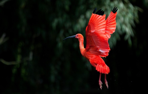 Розовая птица взмахнула крыльями