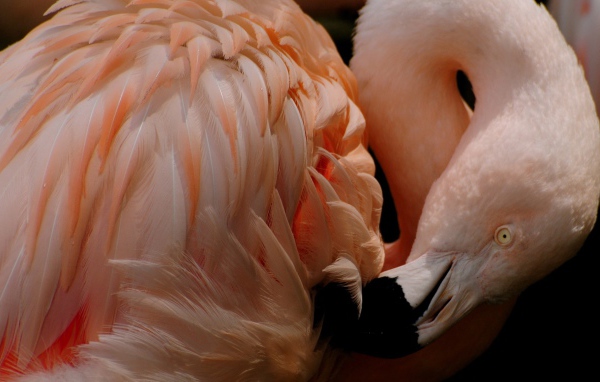 Розовый фламинго чистит перья