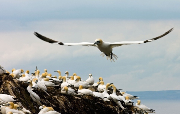 Место гнездовья чаек