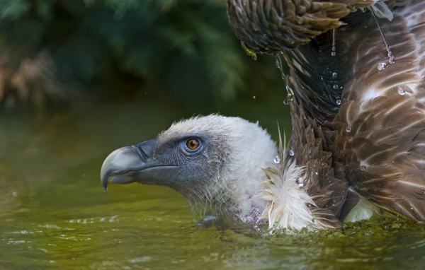 Падальщик в воде