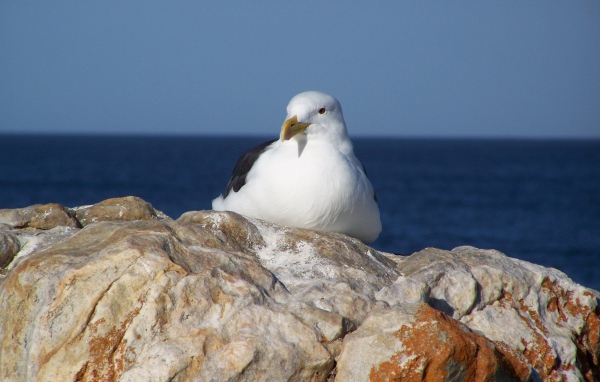 Чайка сидит на скале у моря