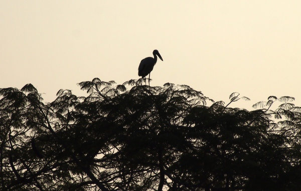 Силуэт цапли на вершине дерева