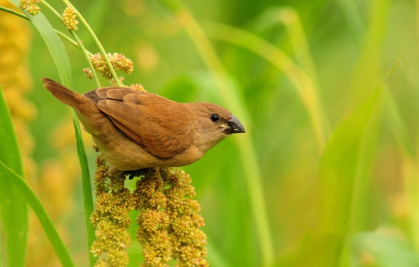 Небольшая коричневая птица на соцветии растения