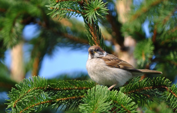 Воробей на еловой ветке