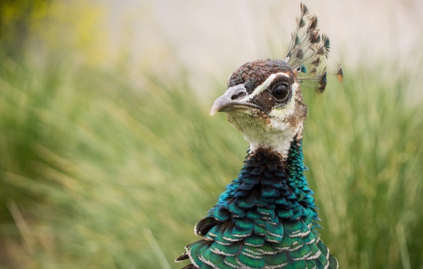 Голова дикого фазана