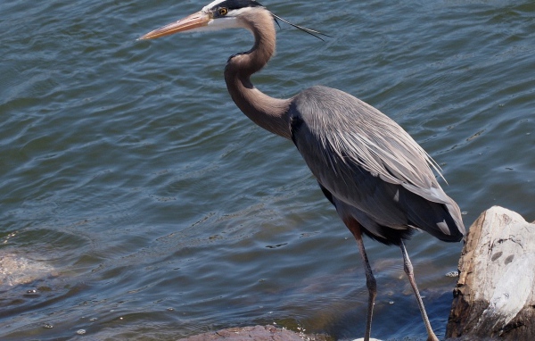 Цапля стоит у воды