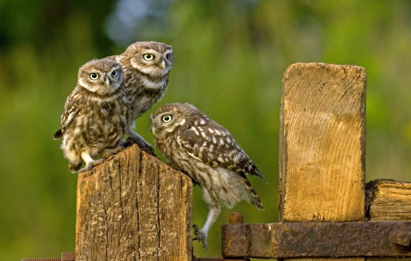 Три совы на деревянном заборе
