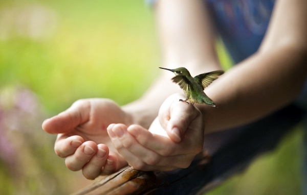 Крошечная колибри на руке