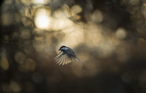 Синица во время полета
