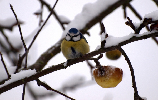 Синица в зимнем саду