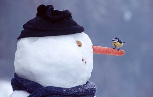Синица на носу снеговика