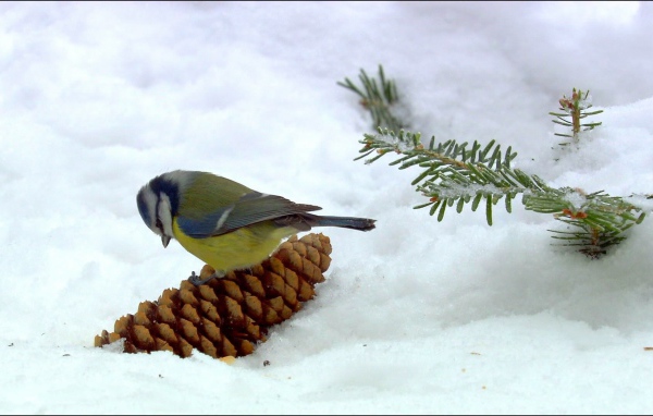 Синица сидит на шишке в снегу