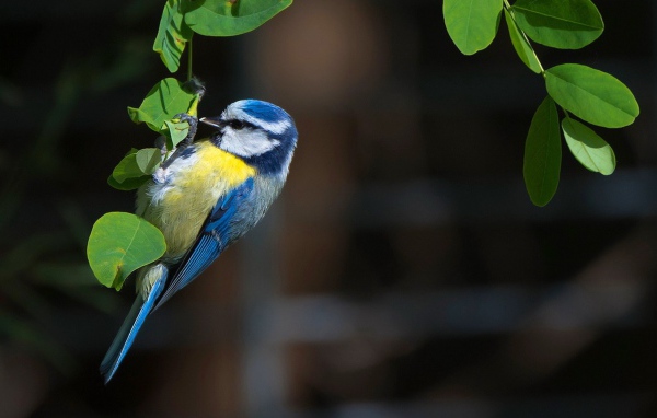 Синица сидит на зеленых листьях