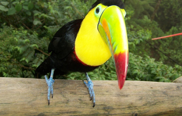 Тукан на стволе дерева