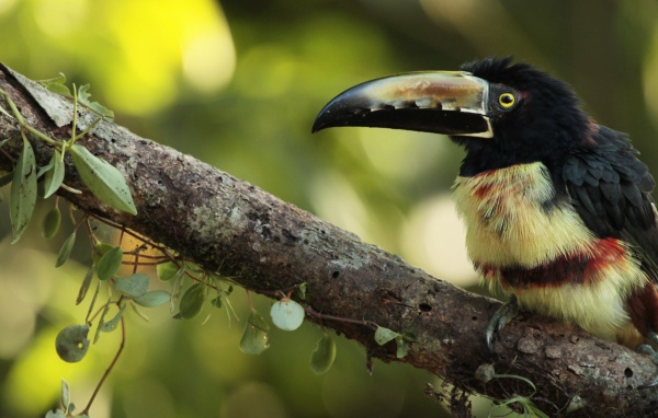 Тропическая птица с большим клювом