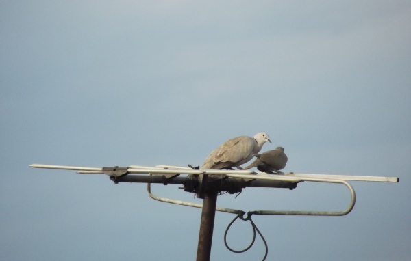 Два голубя на телевизионной антенне