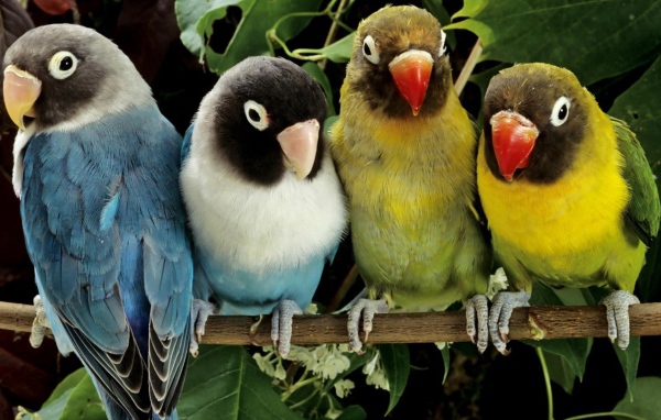 Две пары попугаев