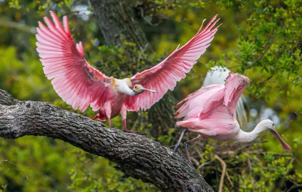Две розовые птицы на дереве