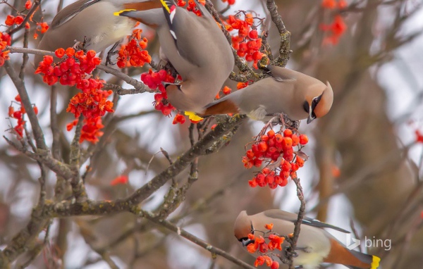 Свиристели лакомятся калиной