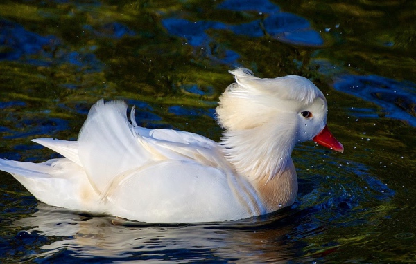 Белая уточка плывет по воде