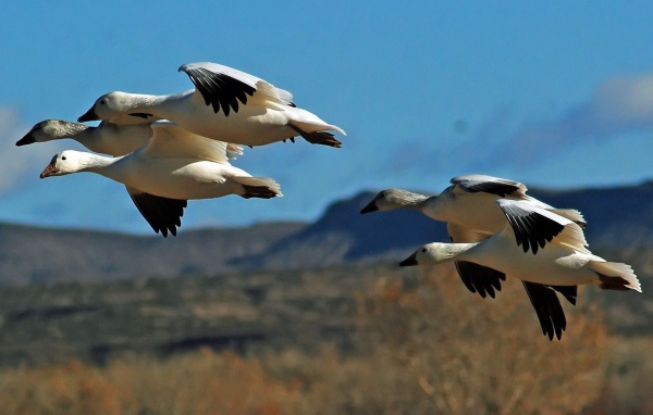 Дикие птицы в полете