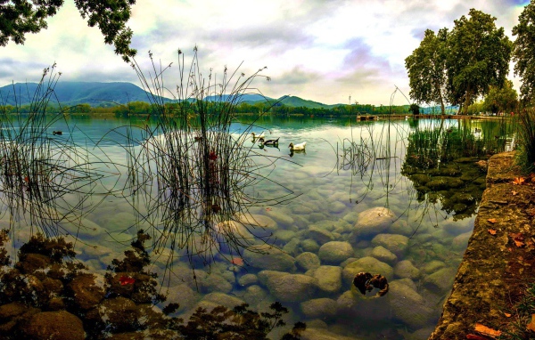 Дикие утки плывут по озеру