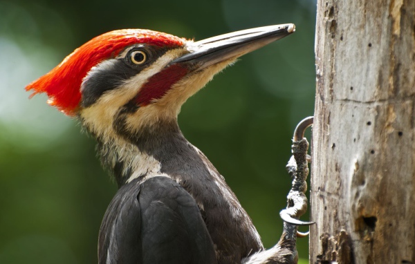 Дятел сидит на стволе дерева