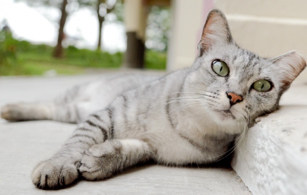 Пепельная кошка с выразительными глазами