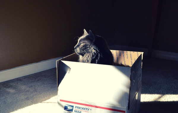 Черный кот в картонной коробке