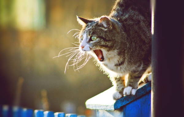 Кот широко разинул пасть