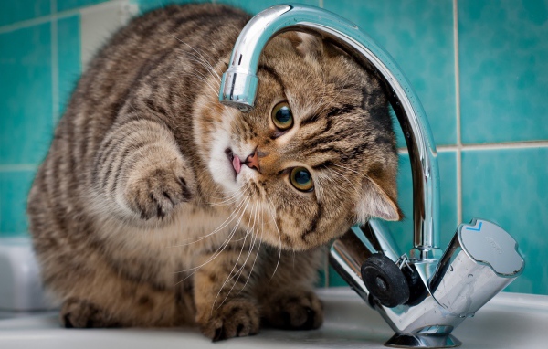 Кот ловит лапой капли из крана